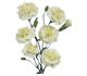 گل میخک مینیاتوری فومِتو